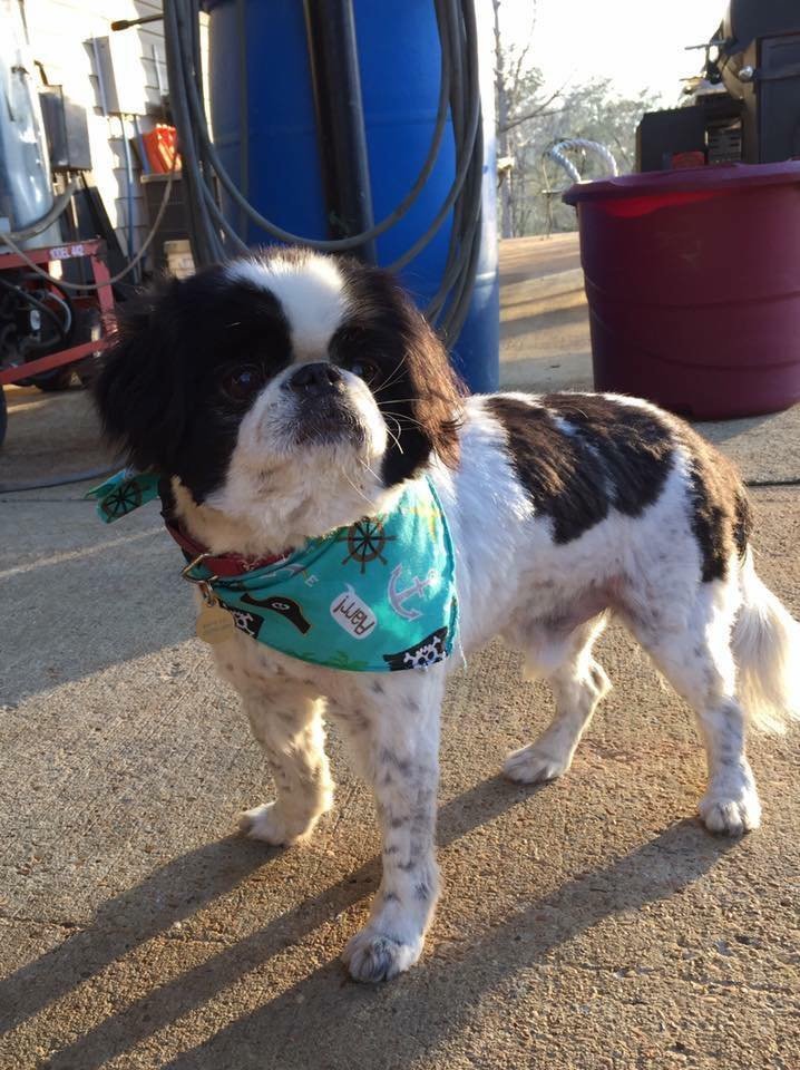 Barks and Bubbles photo