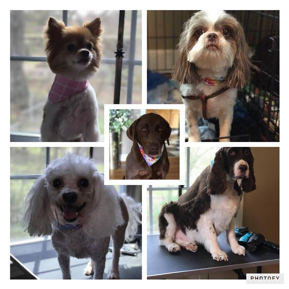 Barks and Bubbles photo