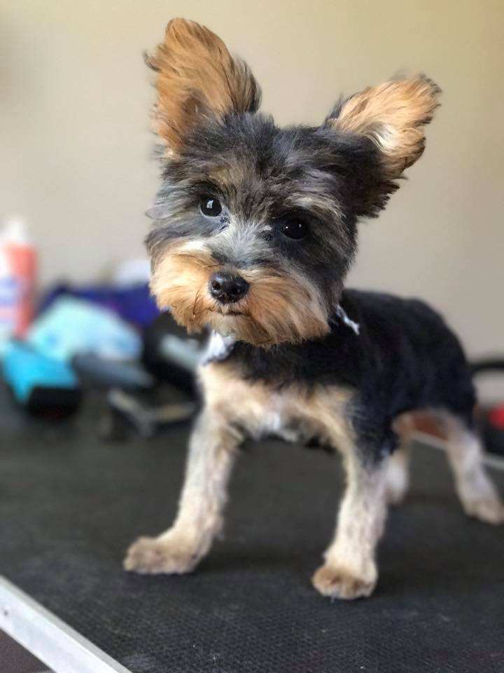 Barks and Bubbles photo