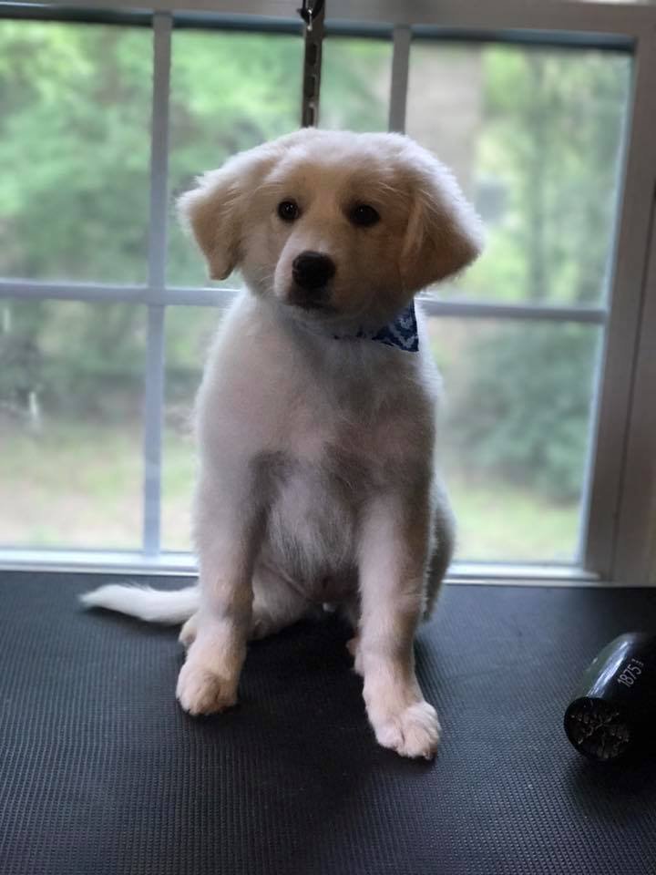 Barks and Bubbles photo