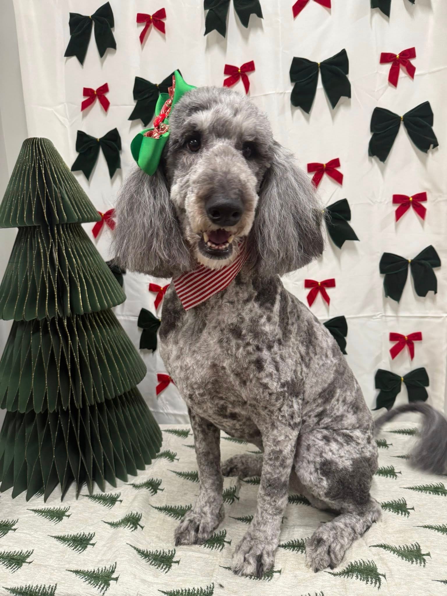 Barks and Bubbles photo